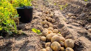 Βέλγιο:Ζητούνται άτομα για συγκομιδή πατάτας,για πλήρη απασχόληση